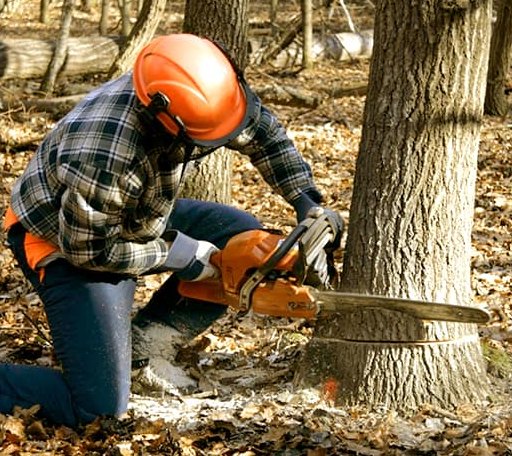 Tree Removal in Moore, TX